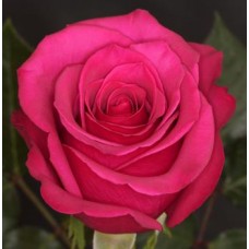 Roses - Hot Princess